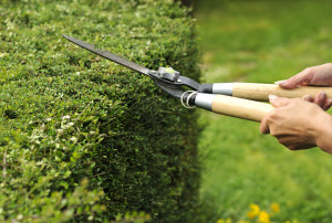 hedge trimming