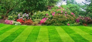 lawn mowing 2